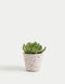Artificial Succulent in Ceramic Pot